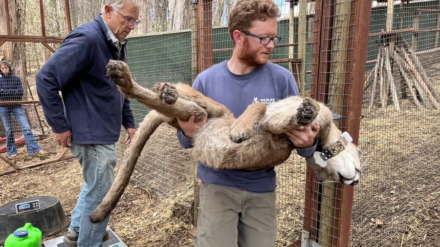 Mountain lion sighting prompts school lockdowns in San Francisco Bay Area 