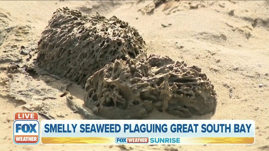 Potentially toxic, smelly seaweed plaguing Great South Bay