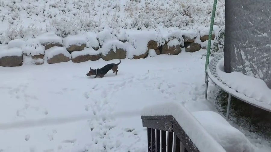 Dog leaps through inches of snow in Draper, Utah