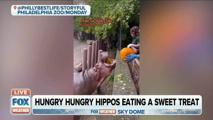 Hippos at Philadelphia Zoo go viral after seen snacking on pumpkins