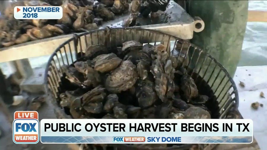 Public oyster harvest begins in Texas