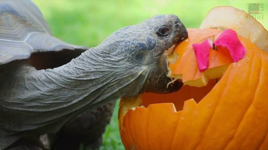 Galapagos tortoise celebrates first Halloween in Australia