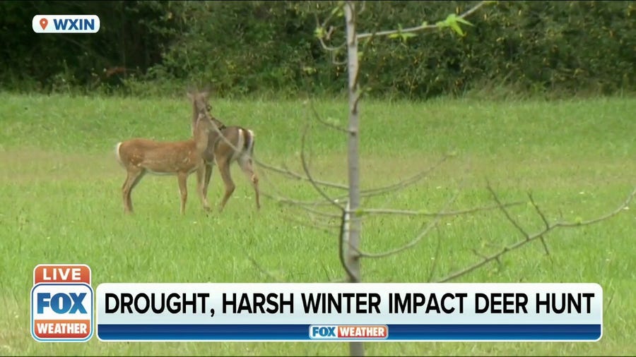 Drought, harsh winter, crop conditions can all impact deer hunting