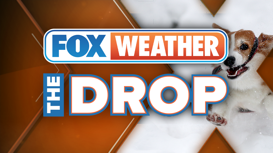 How to protect your pets this winter