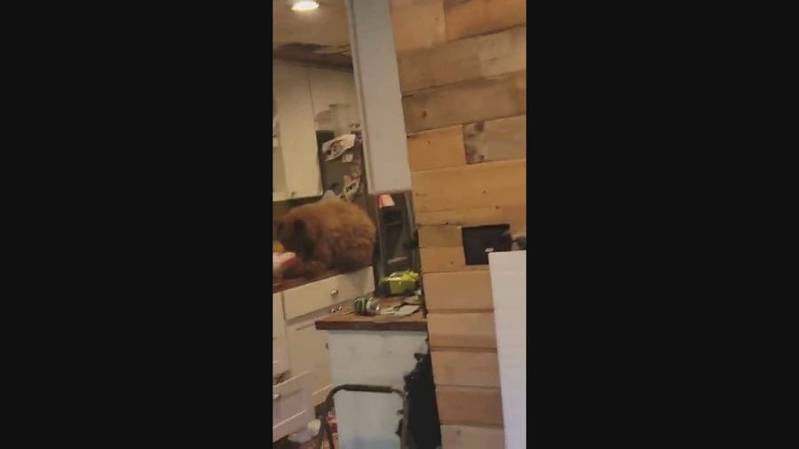 Bear breaks into home for a bucket of KFC