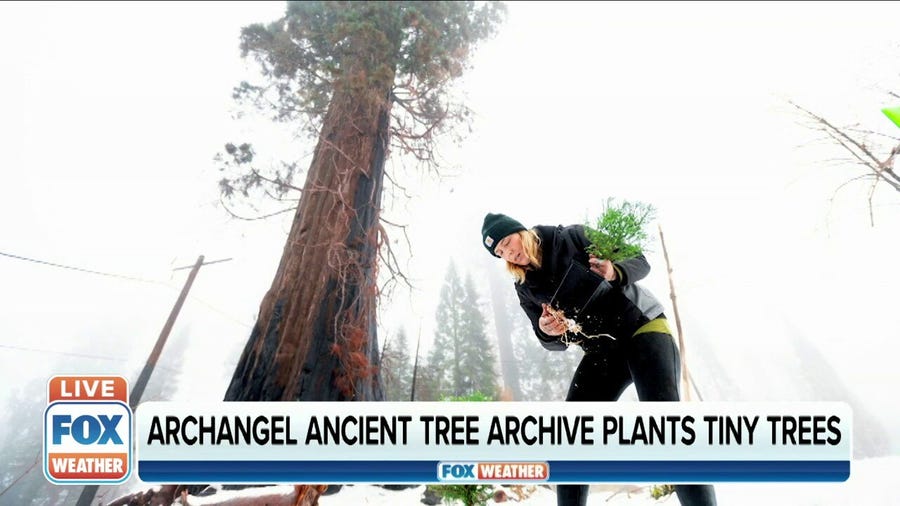 Non-profit plants tiny trees in hopes they grow into giants