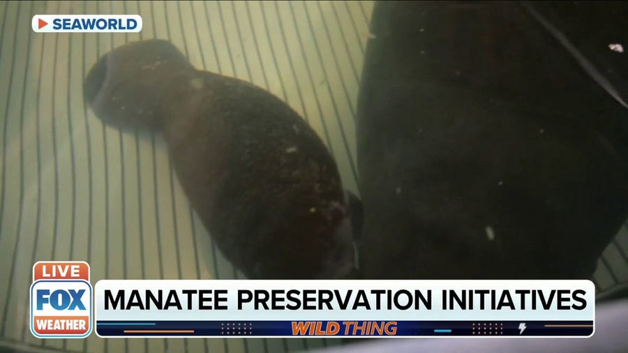 Helping preserve the manatee population