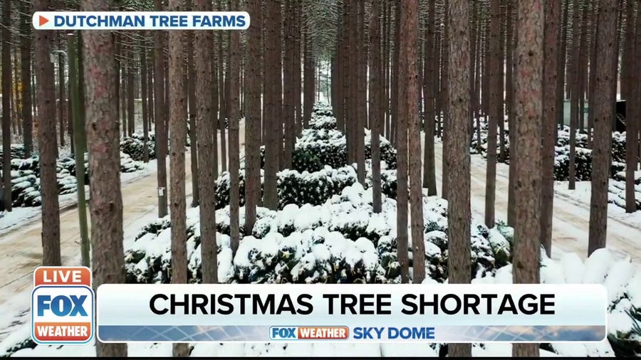 Supply of real Christmas trees impacted this year by extreme weather conditions