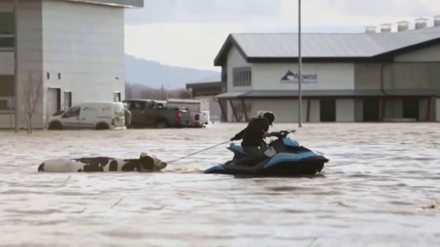 Cows rescued from flooded farmlands in British Columbia