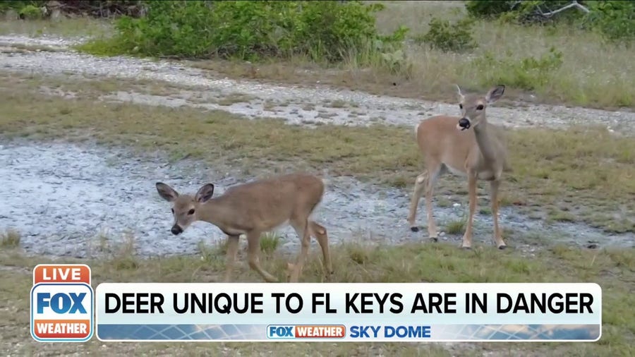 Deer unique to Florida Keys are in danger 