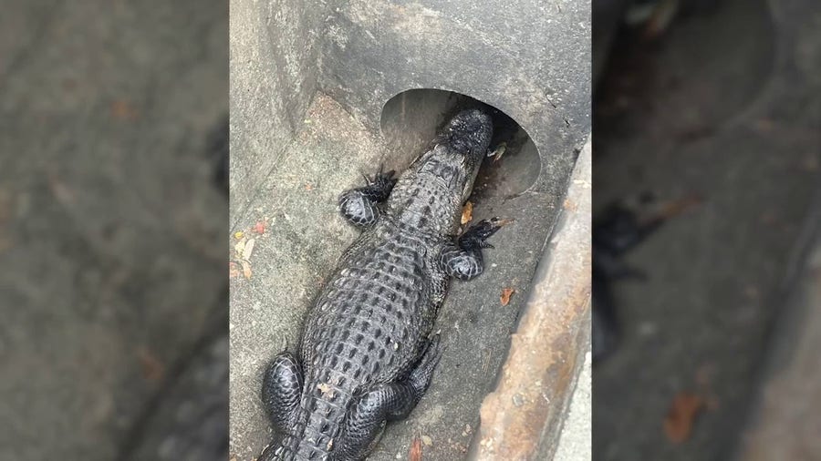 'Turtle' in Florida sewer turns out to be massive alligator, toddler discovers