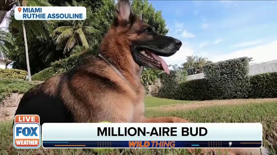 Millionaire dog selling house once owned by Madonna