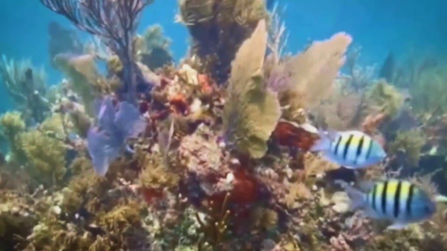 Florida's coral reefs under attack