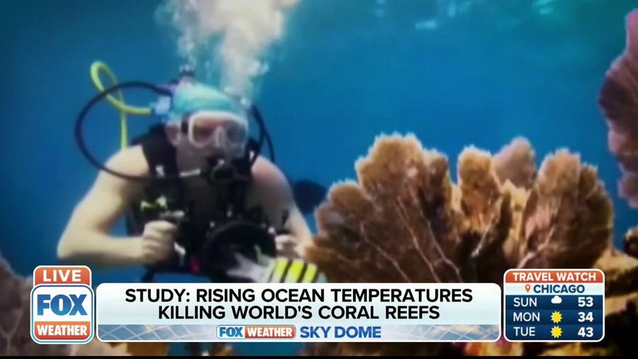 Study: Rising ocean temperatures killing world's coral reefs 