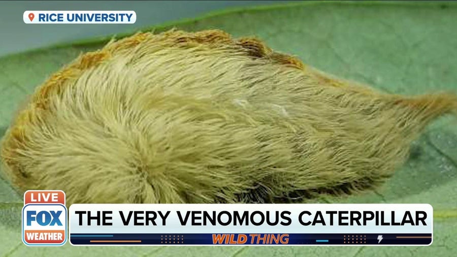 Invasive Venomous Caterpillars are in Texas
