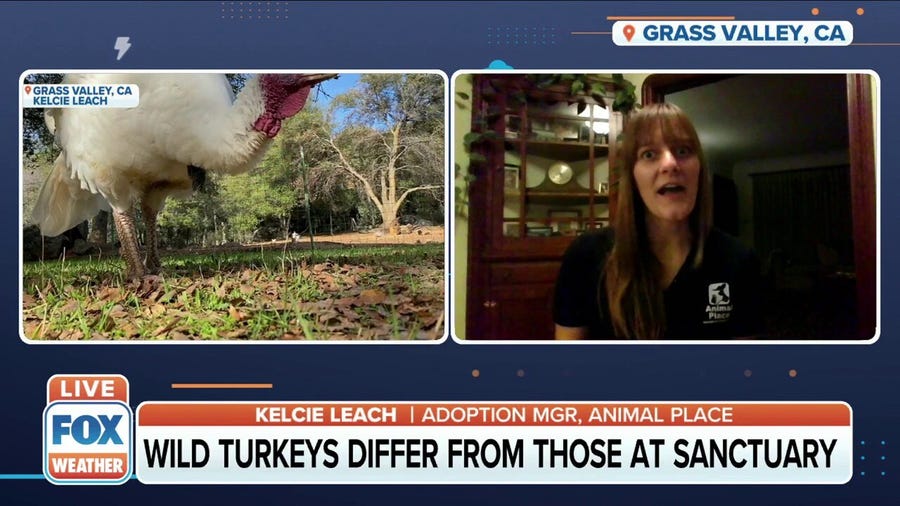 Animal rescue sanctuary saves turkeys ahead of Thanksgiving