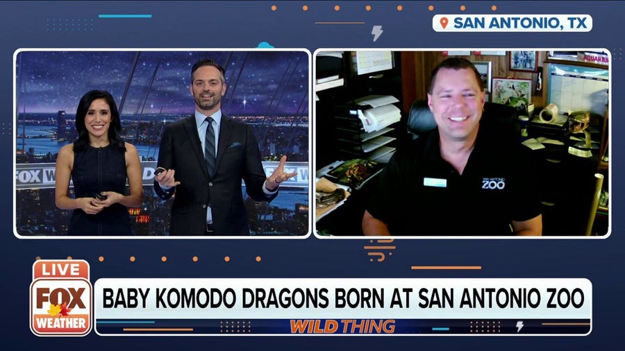 Baby Komodo Dragons born at the San Diego Zoo