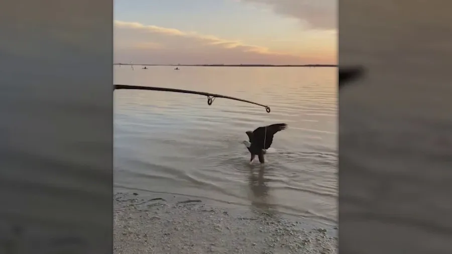 Bald eagle captures small shark from Florida fisherman's line