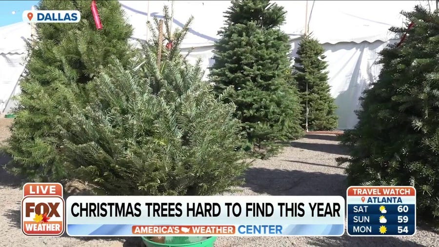 Christmas trees are harder to find this year
