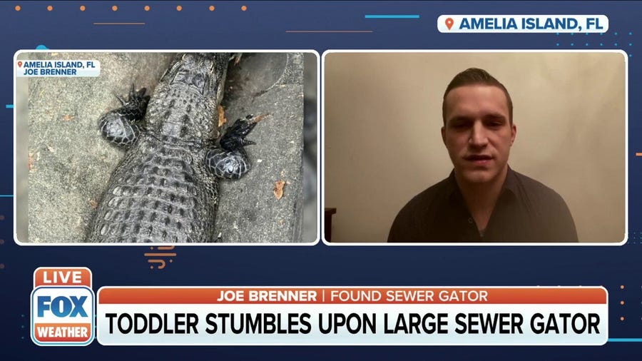 Florida toddler stumbles upon large sewer gator
