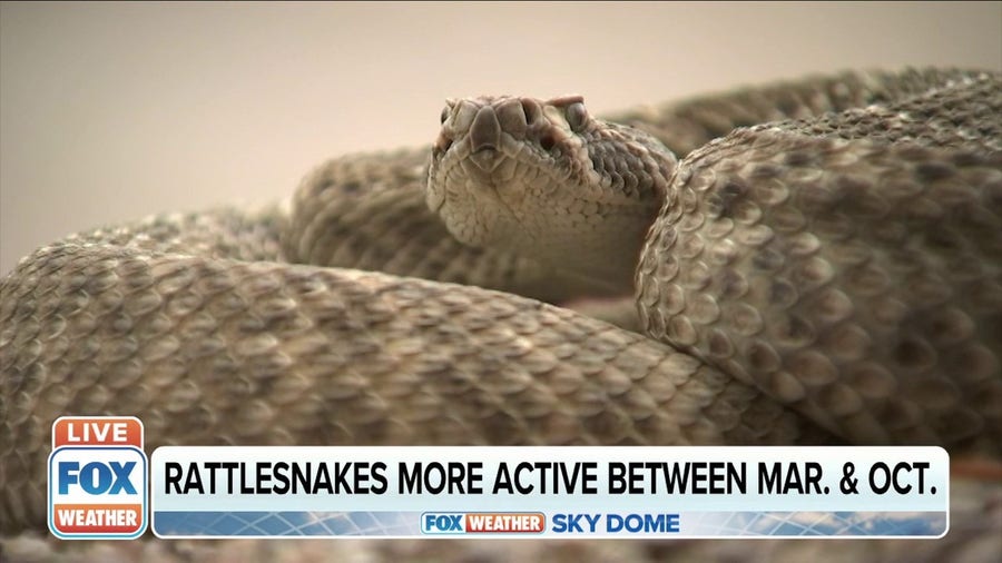 Rattlesnakes more active in high temperatures
