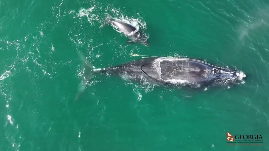 A North Atlantic Right Whale and her calf were spotted off the Georgia coast