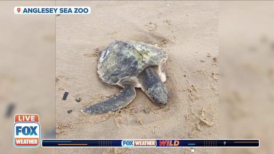 Rare turtle washes ashore on UK beach thousands of miles from home