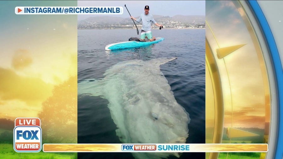 Paddleboarder spots massive sunfish beneath him off California coast