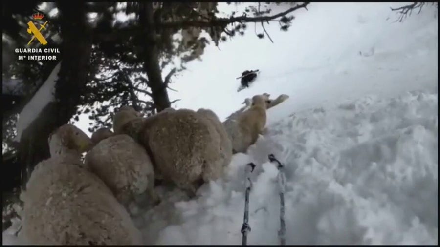 Spanish Sheep Rescued by Guardia Civil