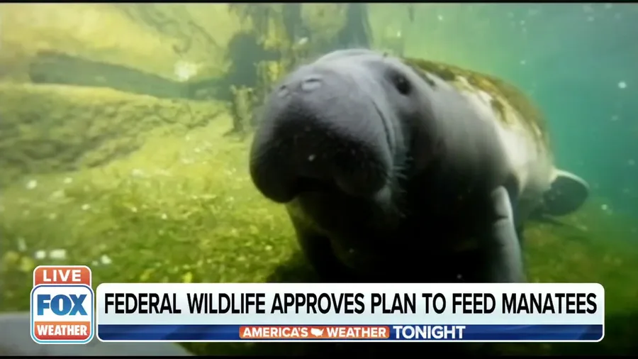 Starving manatees to be fed by wildlife officials 