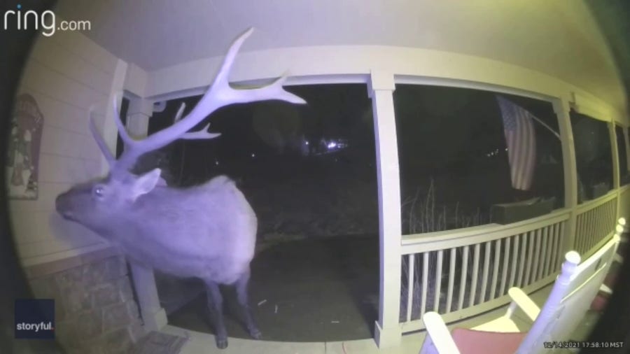 Elk revisits Colorado house