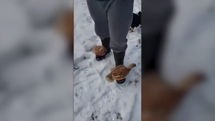 Chickens hitch ride on owner's feet to stay out of Washington snow