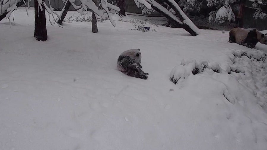 Snow day! Giant panda cub face-plants into winter wonderland at National Zoo 