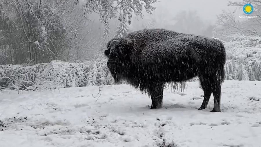Animals at National Zoo enjoy snowstorm