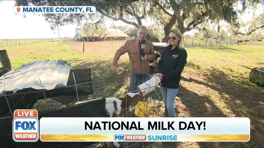 Dairy farm in Florida celebrates National Milk Day