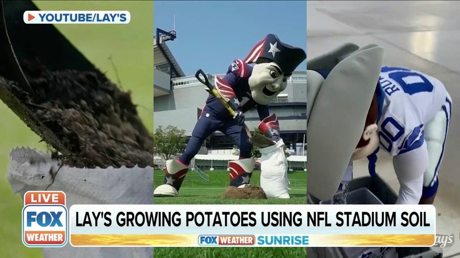 Lay's growing potatoes using NFL stadium soil