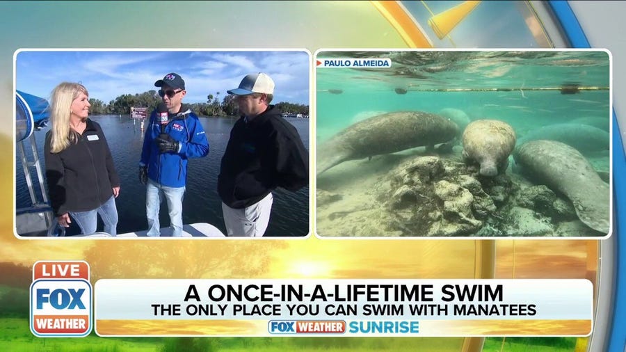 Planting eelgrass is helping manatees become healthier, grow in numbers