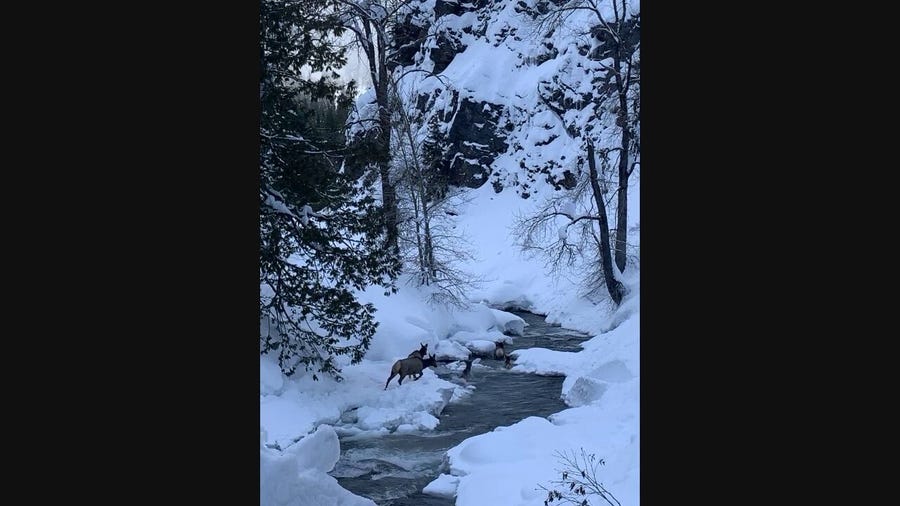 Elk seen swimming in "Nason Creek" near Stevens Pass