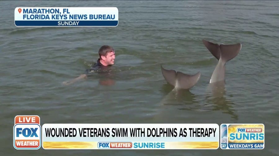 Wounded Veterans swim with dolphins as therapy