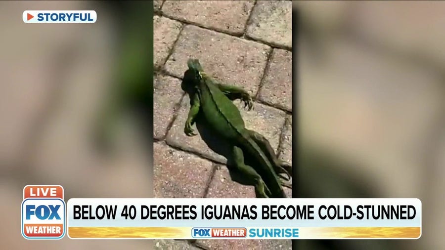 Cold-stunned iguanas can fall from trees in South Florida