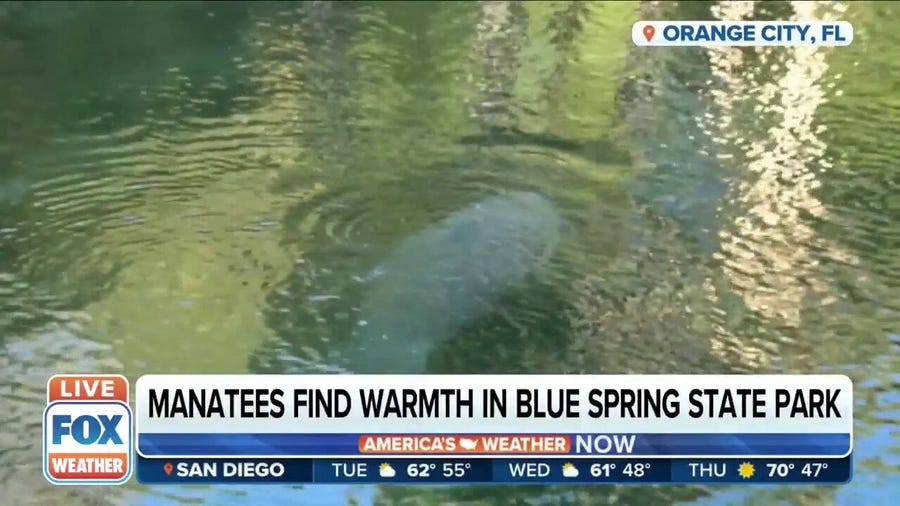 Manatees rush to warm waters in Blue Spring State Park