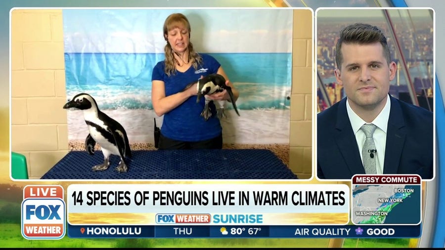 Learning more about African Penguins on National Penguin Day