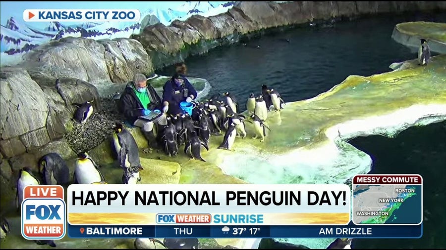 Penguins enjoy National Penguin Day at Kansas City Zoo