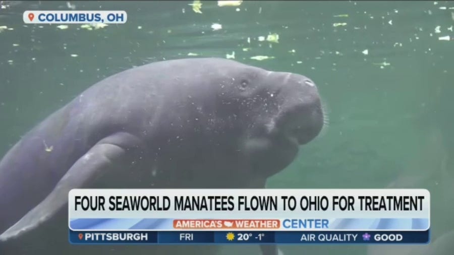 Ohio Zoo rehabilitates four SeaWorld manatees