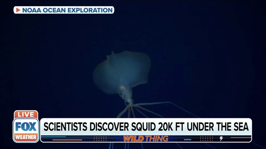 Rare Bigfin squid found 20,000 feet below Philippine Sea