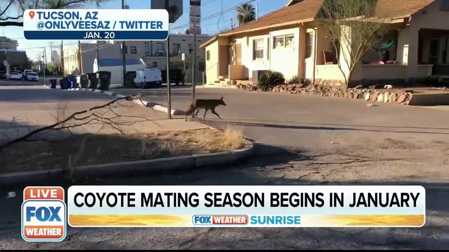Coyote sightings increasing in suburban neighborhoods across the country