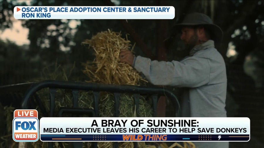 Media executive leaves his career to help save donkeys