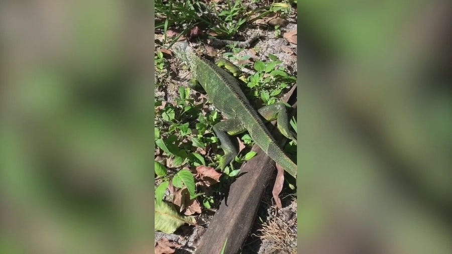 Cold-stunned iguanas litter Florida yard after temperature drops into 30s