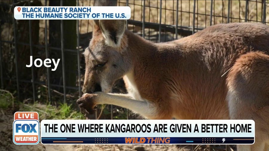 Kangaroo named after Friends characters moved to a sanctuary