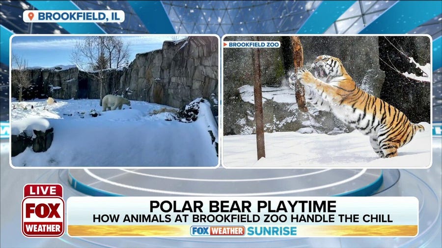 How animals at the Brookfield Zoo handle the cold temperatures